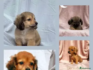 Mixed Breed dogs Long Haired Mini Dachshund x Chorkie Pups For Sale - Advert 1
