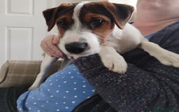 Mixed Breed dogs for sale: Parson Russell Jack Russell Hybrid Puppy  - Image 5