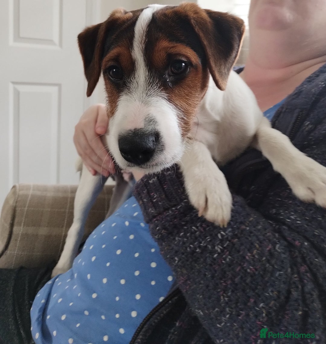 Mixed Breed dogs for sale: Parson Russell Jack Russell Hybrid Puppy  - Image 5