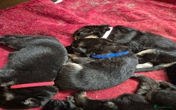 German Shepherd dogs for sale: German shepard puppies - Image 10