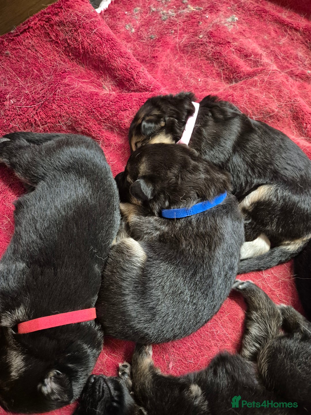 German Shepherd dogs for sale: German shepard puppies - Image 10