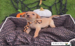 Labrador Retriever dogs for sale: Labrador pups  - Image 13