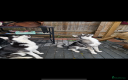 Siberian Husky dogs for sale: Siberian husky 9 months old  - Image 5