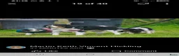 Cavalier King Charles Spaniel dogs for stud: Cavalier King Charles Spaniel  - Advert 4
