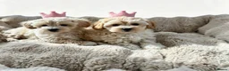 Maltipoo dogs for sale: Maltipoo puppys  - Advert 4