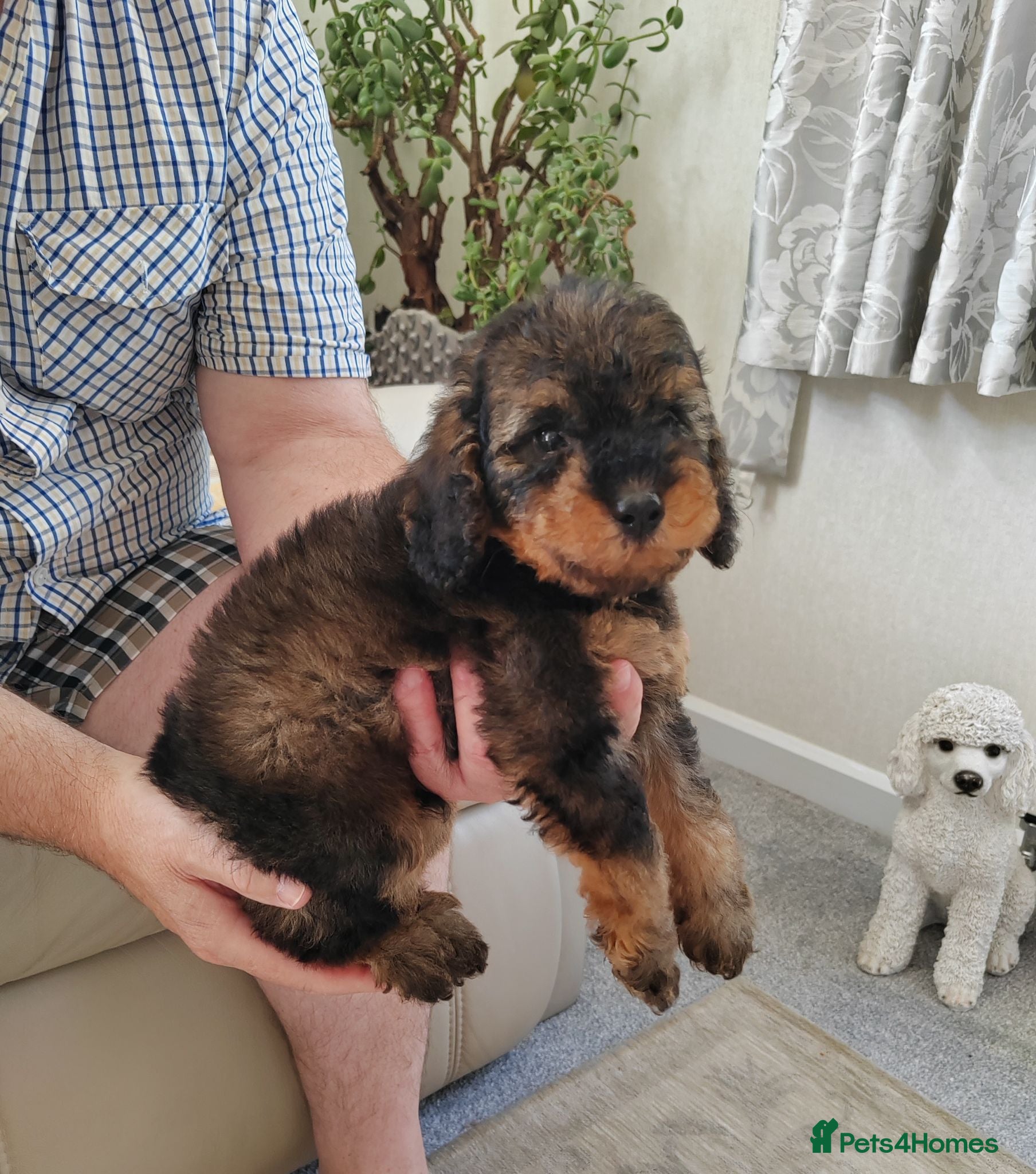 Cavapoo dogs ADORABLE DNA HEALTH TESTED TOY CAVAPOO PUPPY'S  - Advert 1