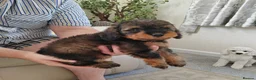 Cavapoo dogs for sale: ADORABLE DNA TESTED TOY CAVAPOO PUPPY'S  - Advert 3