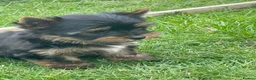 Yorkshire Terrier dogs for sale: York Terrier ,Black Tan - Advert 13