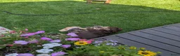 Dachshund dogs for sale: Dachshund pups - Advert 3