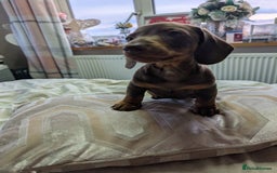 Dachshund dogs for sale: Dachshund  - Image 3