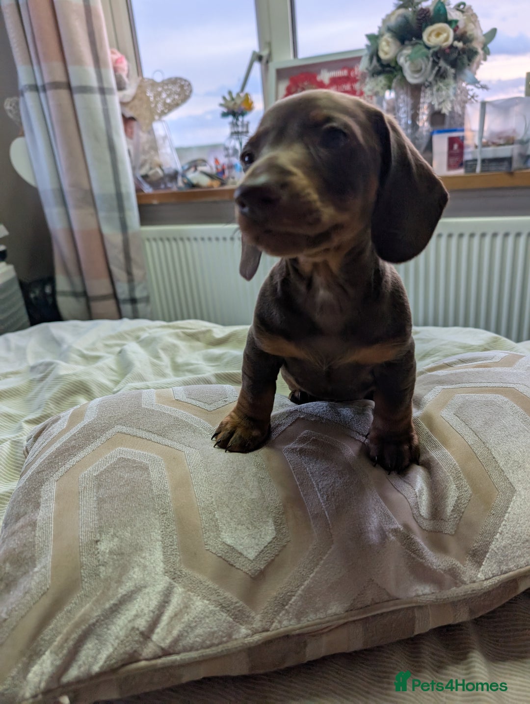 Dachshund dogs for sale: Dachshund  - Image 3