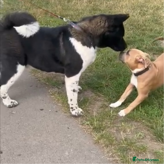 Akita dogs Kc registered beautiful akita pups  - Advert 1