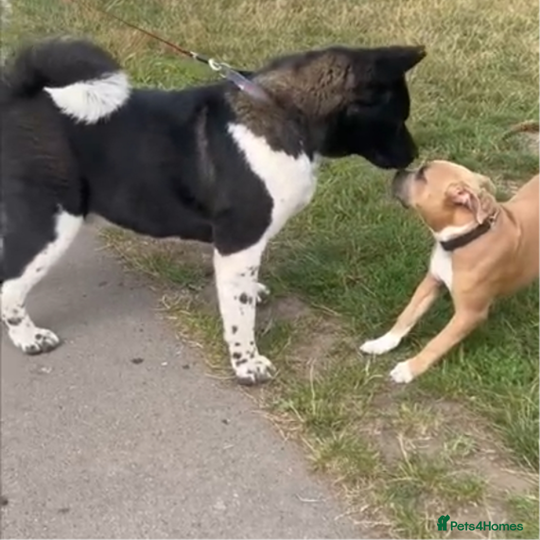 Akita dogs for sale: Kc registered beautiful akita pups  - Advert 9