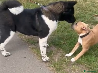 Akita dogs Kc registered beautiful akita pups - Advert 16