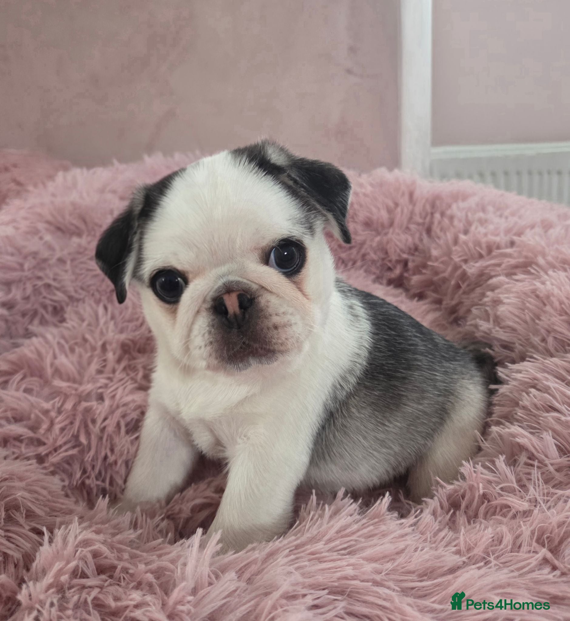 Pug dogs KC Pedigree 5⭐️ stunning Boy Pug - Advert 1