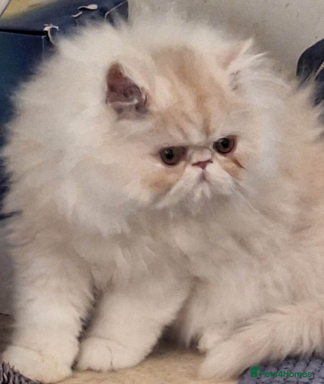 Persian cats for sale: 1  beautiful  stunning male persian available  - Advert 5