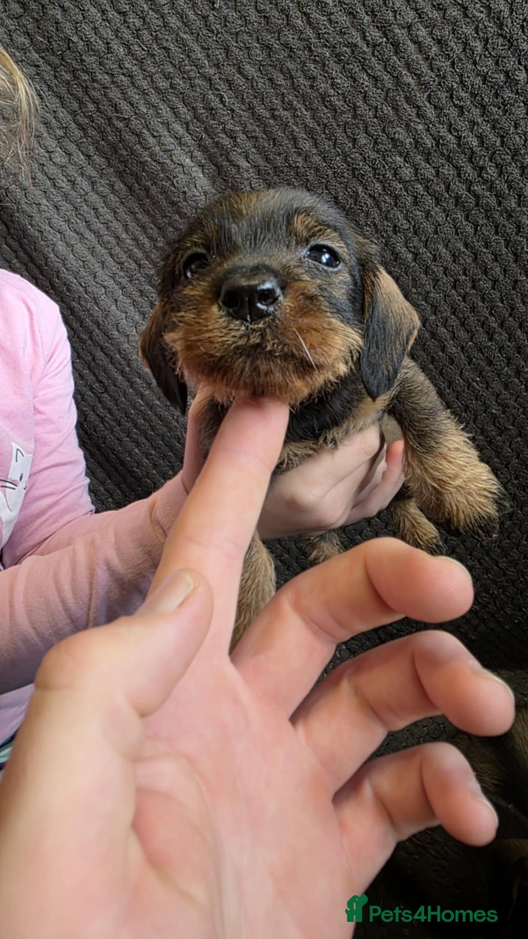 Dachshund dogs for sale: Dachshund wire haired (teckel pups) ✨ - Image 3