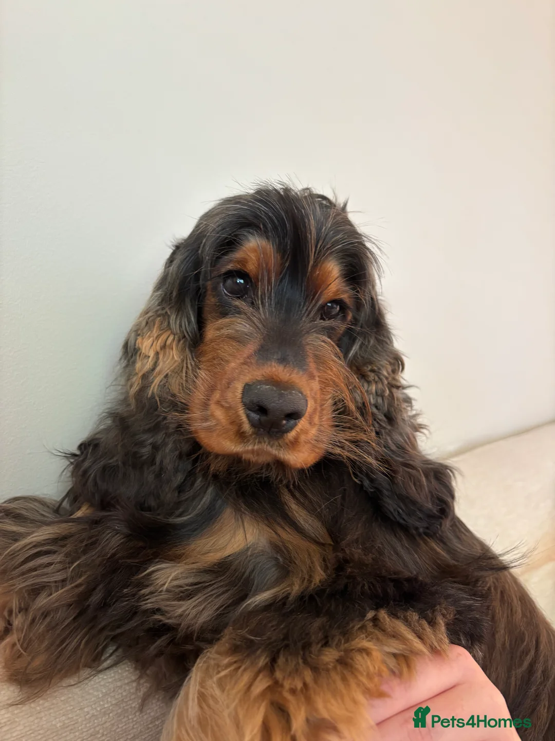Cocker Spaniel dogs for adoption: Pedigree Sable Show Cocker Spaniel Boy 2.5 years - Advert 5