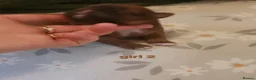 Shih Tzu dogs for sale: Shih tzu puppies imperial line  - Advert 10