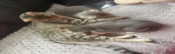 British Shorthair cats for sale: 2 kittens for sale 1male 1 female  - Advert 27