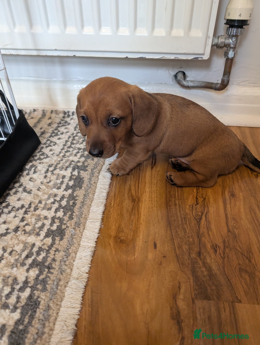 Dachshund dogs for sale: Three Miniature Dachshund puppies ready for sale  - Image 4