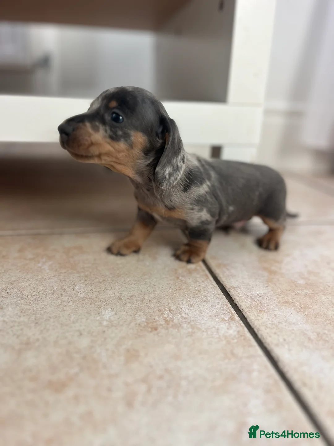 Miniature Dachshund dogs for sale: Stunning Dachshunds - Advert 3