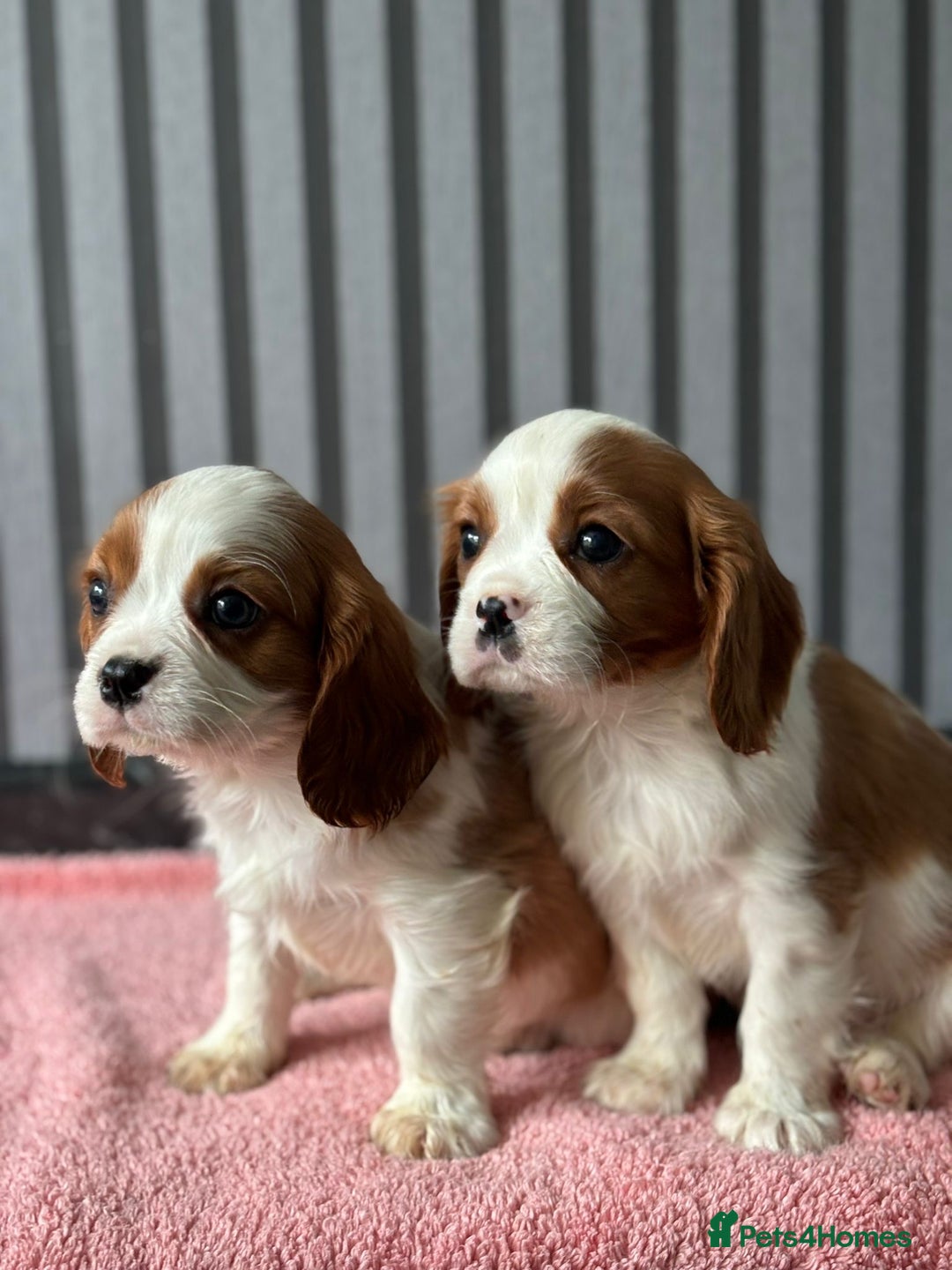 Cavalier King Charles Spaniel dogs for sale: 5 beautiful King Charles cavaliers - Image 1