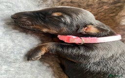 Dobermann dogs for sale: KC REGISTERED DOBERMAN PUPS - Image 35