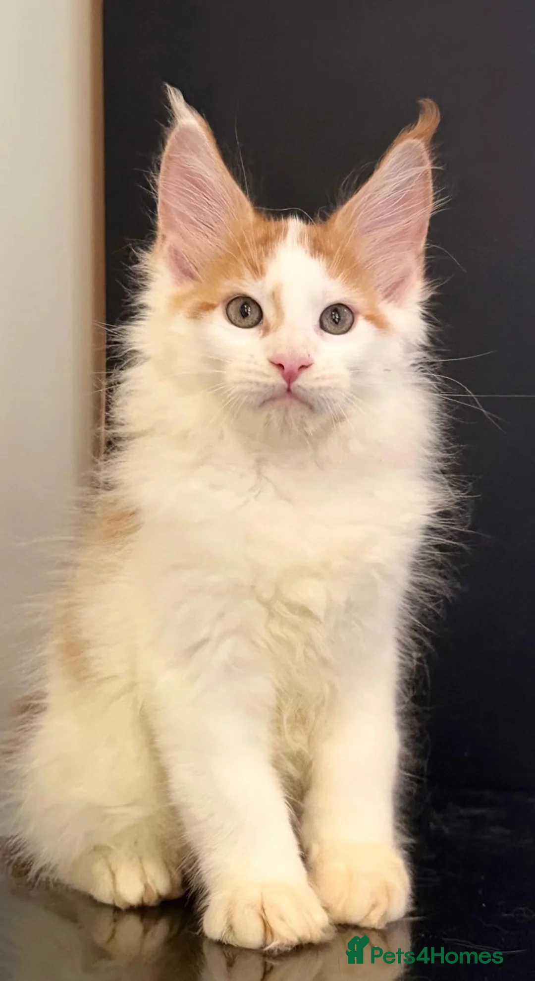 Maine Coon cats for sale: Beautiful maine coon kittens - Advert 29