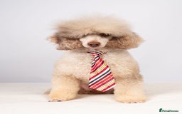 Toy Poodle dogs for stud: EXTENSIVELY HEALTH TESTED POODLE STUD - Image 6