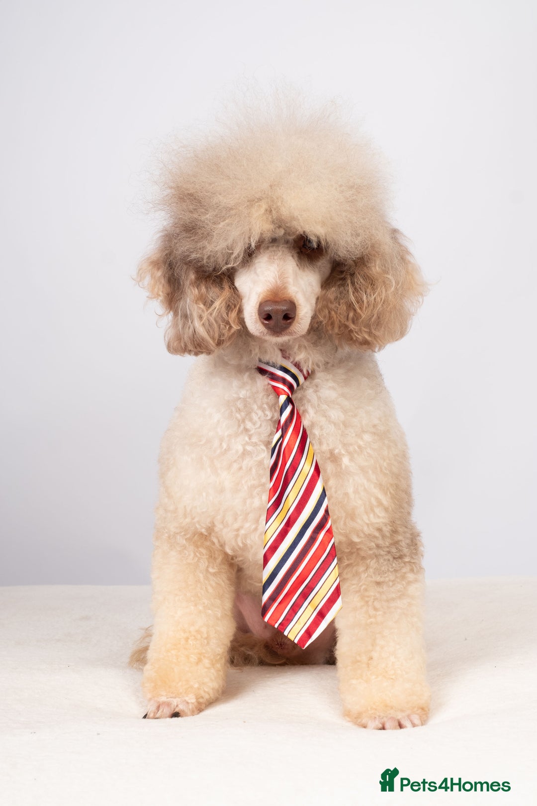 Toy Poodle dogs for stud: EXTENSIVELY HEALTH TESTED POODLE STUD - Image 6