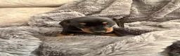Dachshund dogs for sale: Dachshunds  - Advert 11