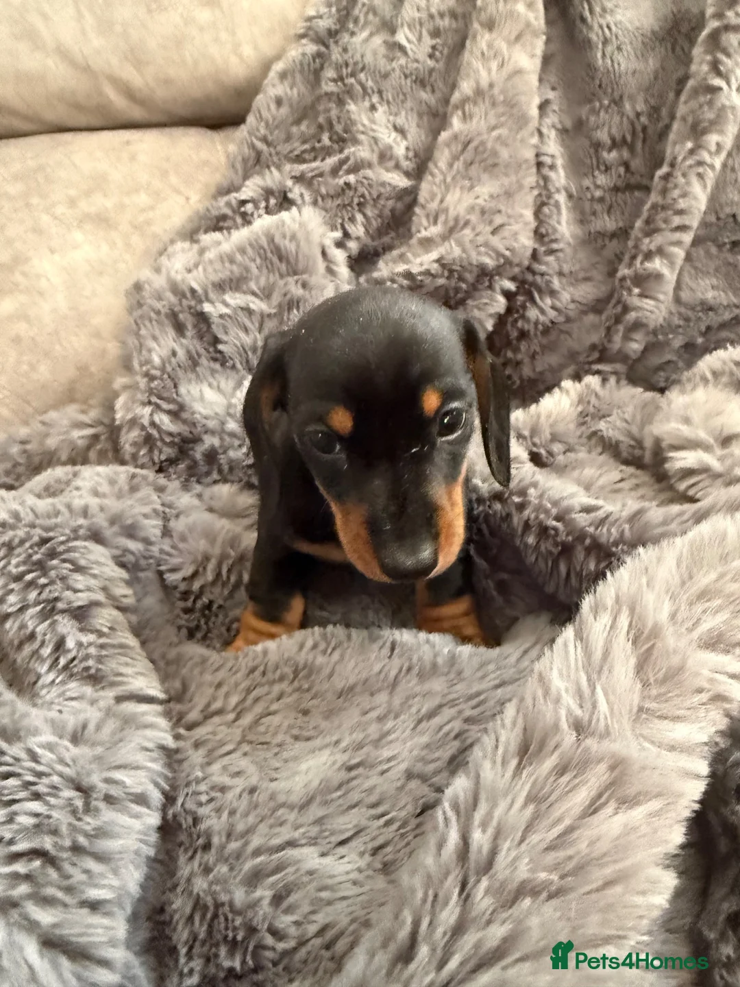 Dachshund dogs for sale: Dachshunds  - Advert 11