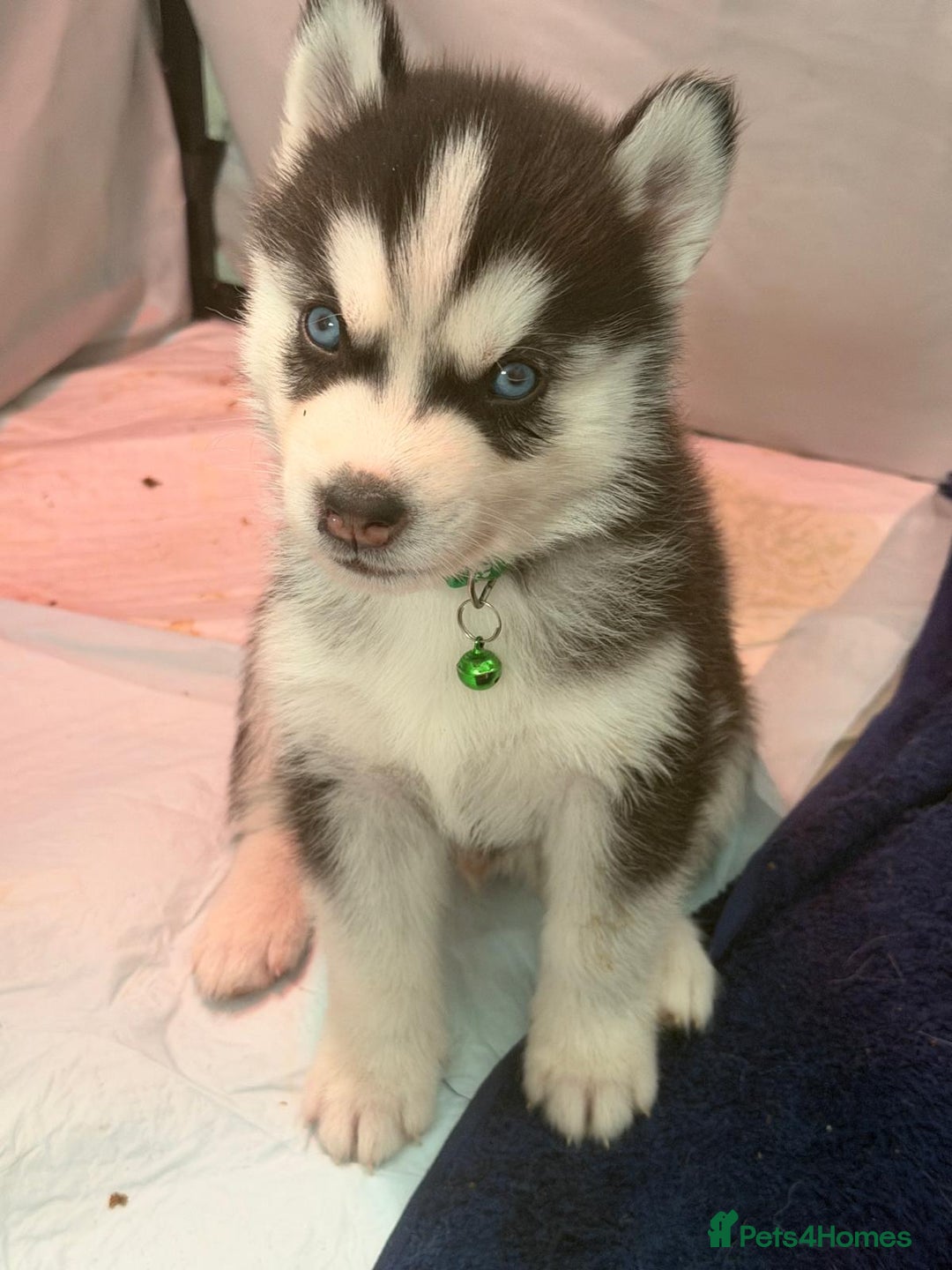 Siberian Husky dogs for sale: Pure Siberian Huskies - Advert 10