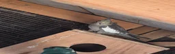 Budgerigars birds for sale: Baby budgies and baby cockatiel  in Norwich - Advert 2
