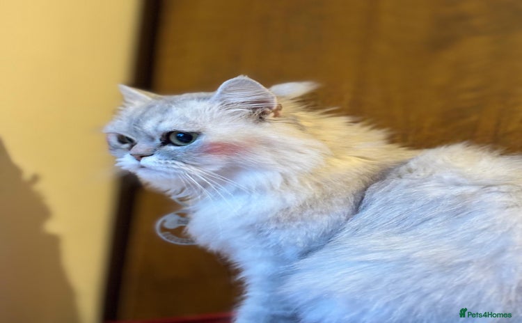 British Longhair cats - Advert 1