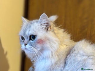 British Longhair cats - Advert 13