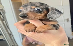 Miniature Dachshund dogs for sale: KC Mini Dachshund Pups - Image 3