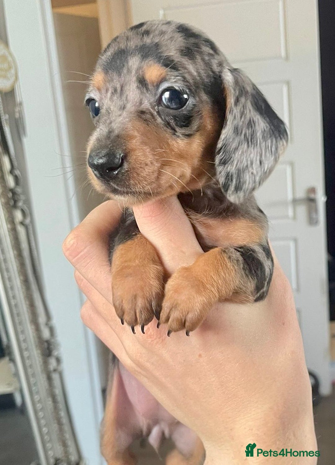 Miniature Dachshund dogs for sale: KC Mini Dachshund Pups - Image 3