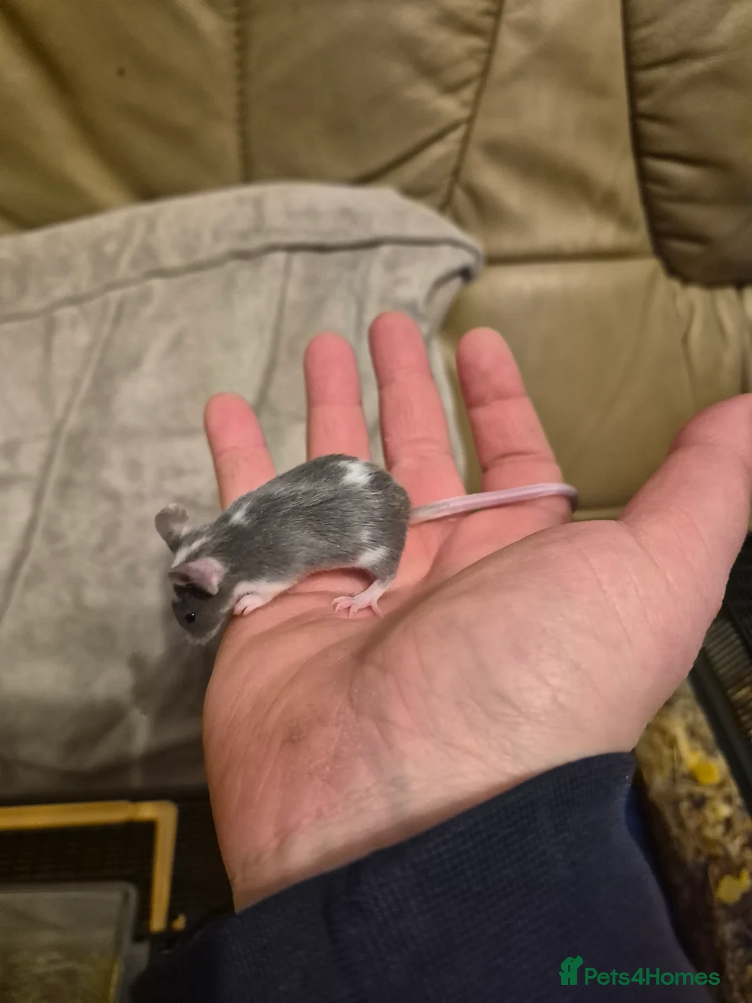 Mouse rodents for sale: 8 Cute Female Baby Fancy Mice - Advert 4