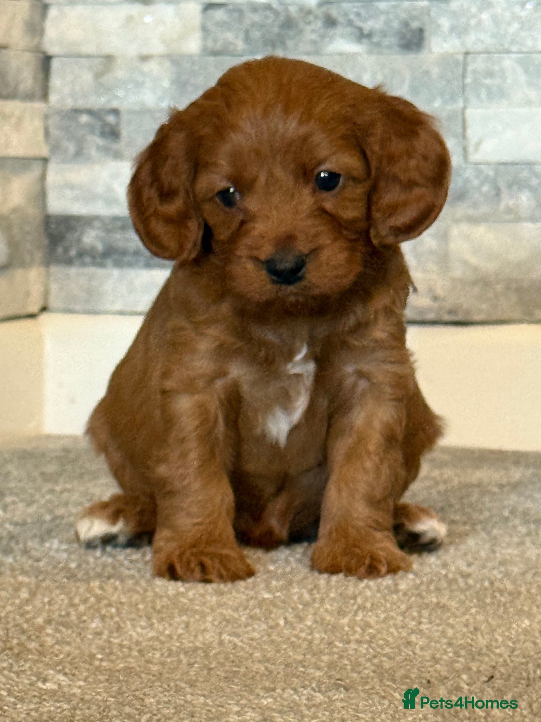 Cavapoo dogs for sale: Rich dark fox red cavapoos  - Advert 3