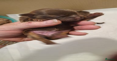 Malshi dogs - Advert 12