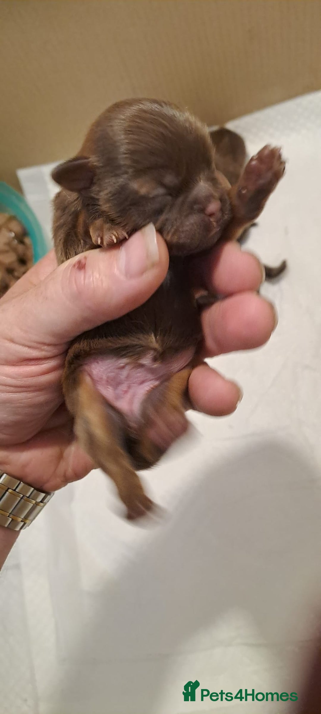 Malshi dogs for sale: Malshi - Advert 4