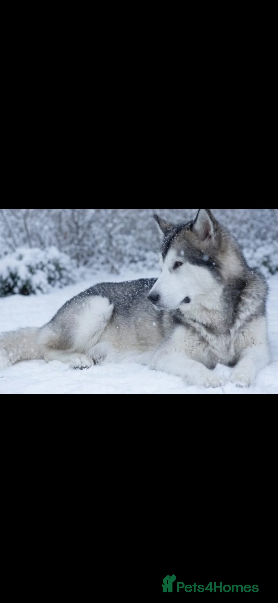 Alaskan Malamute dogs for sale: Alaskan malamute female-excellent pedigree  - Advert 12