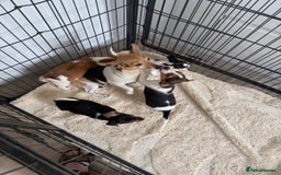 Jack Russell dogs for sale: Full breed jack Russell puppies for sale - Image 7