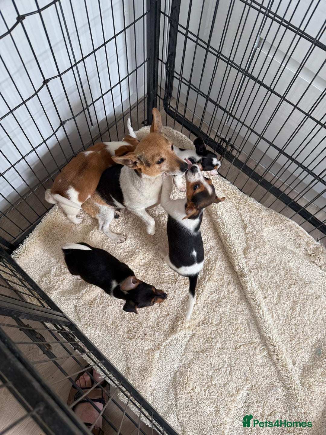 Jack Russell dogs for sale: Full breed jack Russell puppies for sale - Image 7