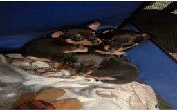 Miniature Pinscher dogs for sale: Pinscher miniatures  - Image 7