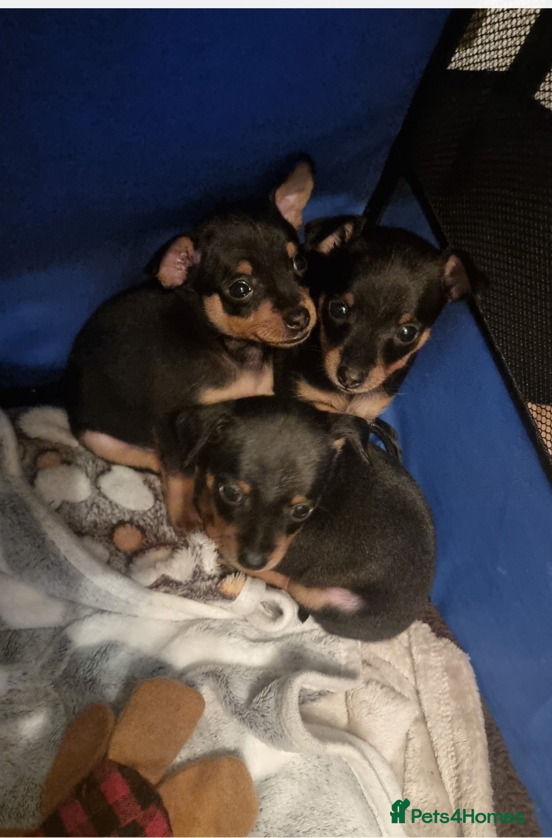 Miniature Pinscher dogs for sale: Pinscher miniatures  - Image 7