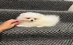 Pomeranian dogs for sale: ❤️ Very Small Quality Girl ❤️ - Image 4