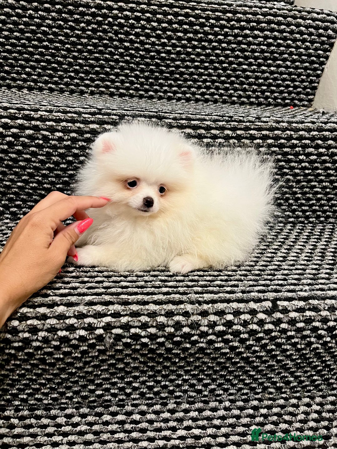 Pomeranian dogs for sale: ❤️ Very Small Quality Girl ❤️ - Image 4